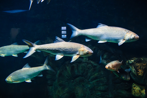 freshwater river fish under water aquarium