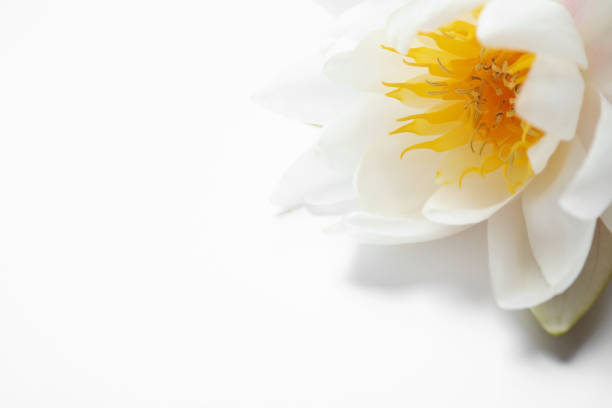 blossoming lotus flowes in pond