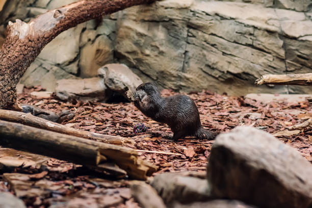 istock Otters playing around water, Asian small-clawed otter 1359791895