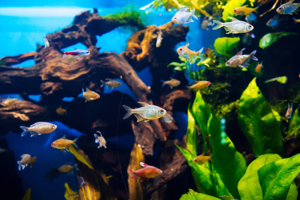 istock different aquarium small fish swimming near reefs 1359791924