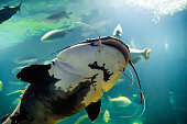 Underwater photo of The Catfish Silurus Glanis. Biggest predatory fish in European lakes and river