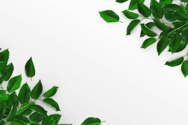 istock Tree branches with green leaves on a white background. Advertising board, poster mockup for your design. Flat lay, top view, copy space 1359791971