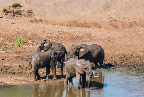istock African elephants, Loxodonta, at a waterhole 1359792211