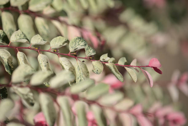 Breynia disticha ornamental bush pink variegated foliage natural floral macro background