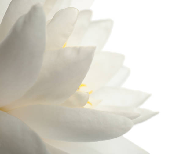 istock Beautiful blooming lotus flower on white background, closeup 1359793119