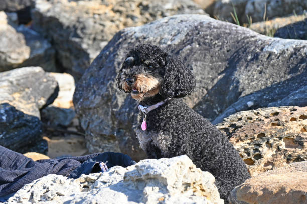 istock Small dog at the beach 1359794027