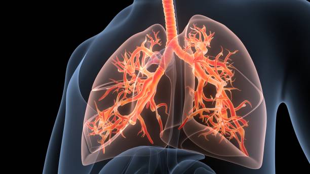 istock Human Respiratory System Lungs Anatomy 1359795105