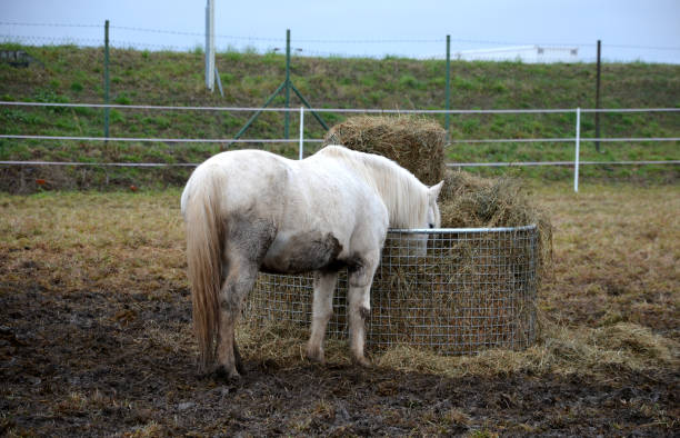 feeding horses with hay. grazing in winter. the hay is in a mesh net. the lawn is already grazed, so extra food is added. white horse in the corral. - horse net hay bildbanksfoton och bilder