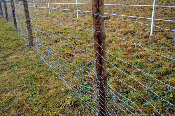 istock construction of forestry fencing from economic mesh and galvanized metal pipe posts. protects planting sites from biting roe deer, deer, wild boar, hare, deer. newly planted forest bio-corridor. 1359795437