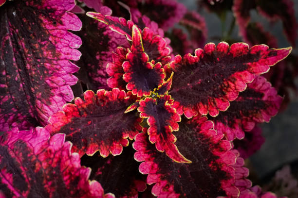 istock Coleus plant leaves are red 1359796121