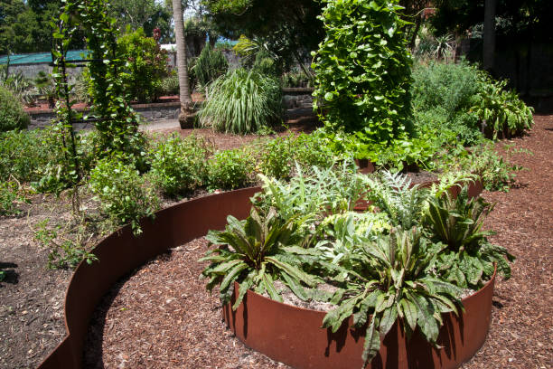 istock View across a community veggie garden 1359796182