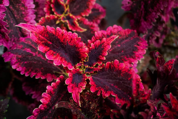 istock Coleus plant leaves are red 1359796186