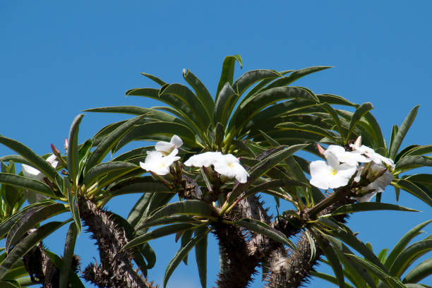 Pachypodium lamerei is native to the island of Madagascar. It is a stem succulent, photosynthesizing mainly through its trunk. It has large thorns and leaves mostly just at the top of the plant, and large, fragrant flowers. n cultivation it is often marketed as the Madagascar palm, despite its not being a palm.