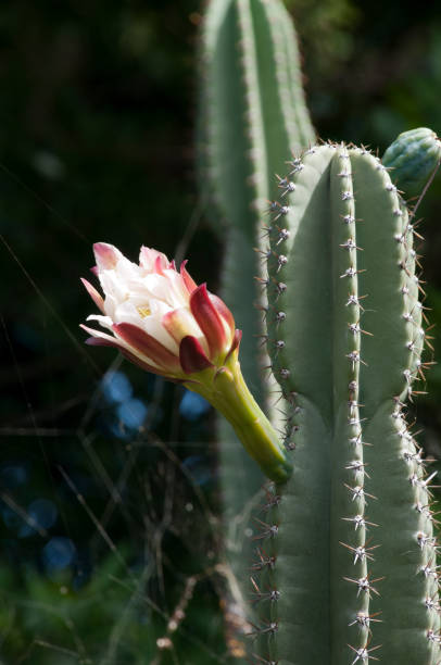 Flower stalk of a cereus peruvianus or night blooming cereus Cereus repandus, the Peruvian apple cactus, is a large, erect, thorny columnar cactus found in South America. It is also known as giant club cactus, hedge cactus, cadushi, and kayush. night blooming cereus stock pictures, royalty-free photos & images