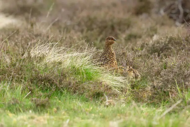 Red Grouse hen with her chicks nesting in managed grousemoor habitat of heather and grasses.  Scientific name: Lagopus Lagopus.  Swaledale, North Yorkshire. UK.  Space for copy.