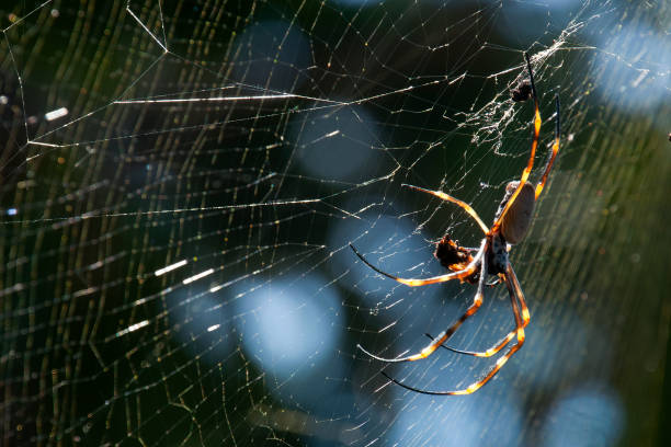 istock Orb spider with prey and spider web in garden 1359796612
