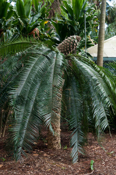 Lepidozamia peroffskyana or pineapple zamia a native plant of Australia Lepidozamia peroffskyana is a palm-like cycad, a slow-growing, low maintenance, long-lived cycad that makes a good feature plant in semi-shaded positions or in a container. It grows up to seven metres tall but more usually reaches about four metres. It is endemic to eastern Australia. lepidozamia stock pictures, royalty-free photos & images
