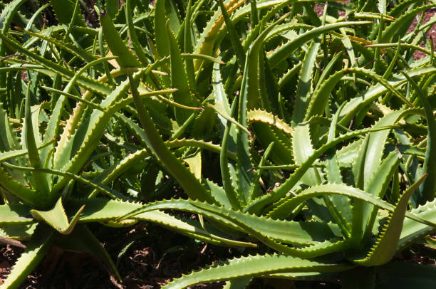 Leaves of aloe camperi plants
