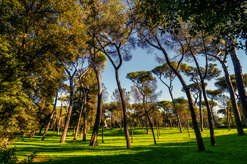 The centuries-old pine forest of Villa Borghese in the historic and green heart of Rome