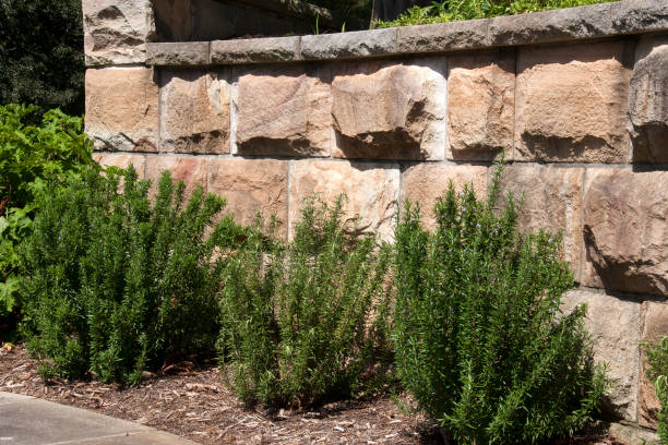 砂岩の擁壁に沿って成長するローズマリー植物 - landscaped retaining wall wall stone ストックフォトと画像