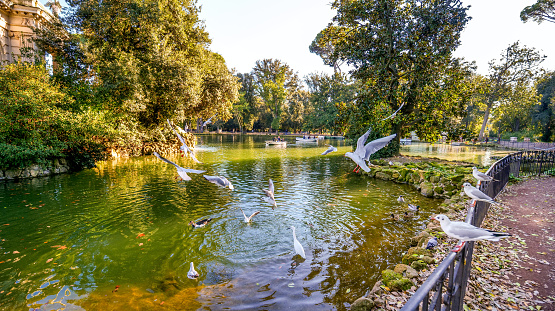 A suggestive and peaceful autumn wide view of Lake Villa Borghese, in the green and historic heart of Rome, with dozens of seagulls and waterfowl in flight. Considered the green lung of Rome, Villa Borghese is the largest public park in the city with almost 80 hectares of extension, where residents and tourists can spend hours of relaxation and silence among tree-lined avenues, ponds and Italian and English-style gardens surrounded by trees and ancient pines. The area of the Villa Borghese includes the extension of ancient gardens the of the Borghese family since 1580, while the current arrangement of the park was completed in 1903 in neoclassical style. In 1980 the historic center of Rome was declared a World Heritage Site by Unesco. Super wide angle image in high definition and 16:9 format.