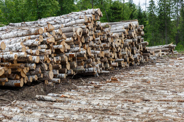 istock Pile of birch logs 1359799960