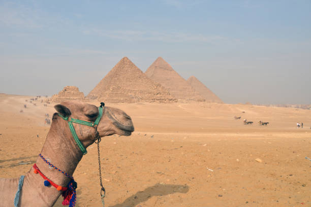 The pyramids at Giza in the desert and camel. Blur Pyramid background. Giza; Egypt: The pyramids at Giza in the desert and camel. pyramid giza pyramids close up egypt stock pictures, royalty-free photos & images