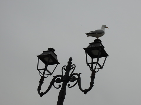 Seagull on a lamppost in Normandie