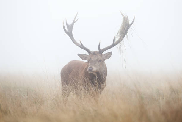 red deer stag on a misty autumn morning - richmond park imagens e fotografias de stock