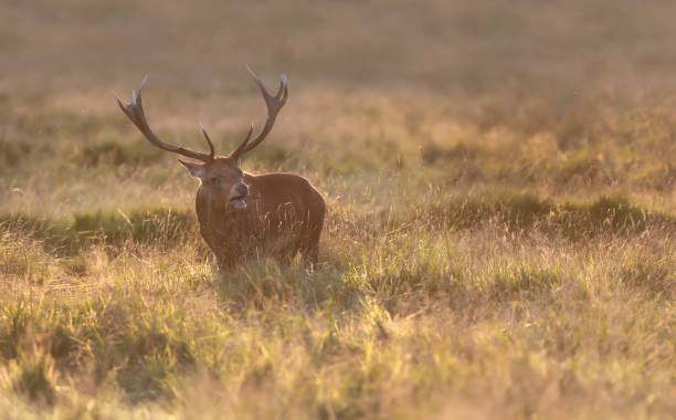 red deer stag during rutting season at sunrise - richmond park imagens e fotografias de stock