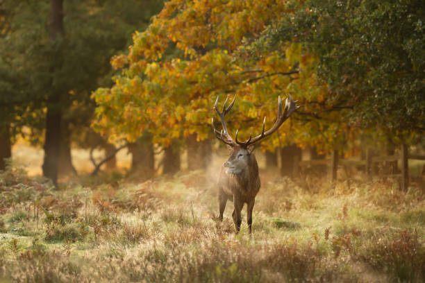 istock Red deer stag on an early autumn morning 1359802012