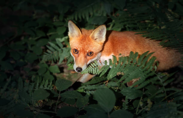 istock Close up of a Red fox cub in forest 1359802047