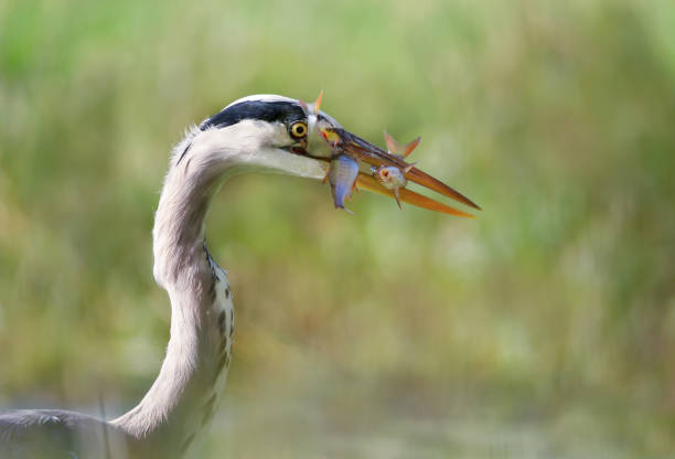 primo piano di un airone cenerino che tiene tre pesci in un becco - gray heron foto e immagini stock