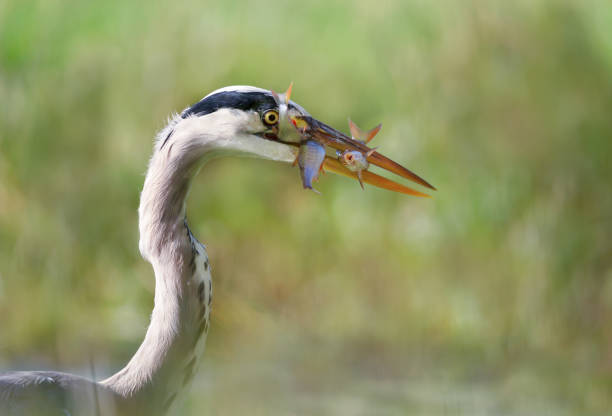Close-up of a grey heron holding three fish in a beak stock photo