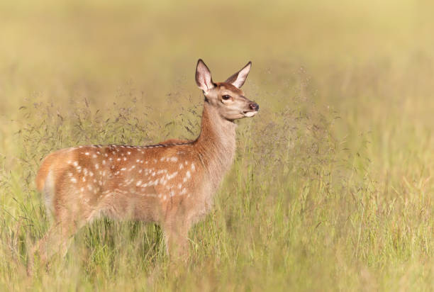 red deer calf standing in a meadow in summer - richmond park imagens e fotografias de stock