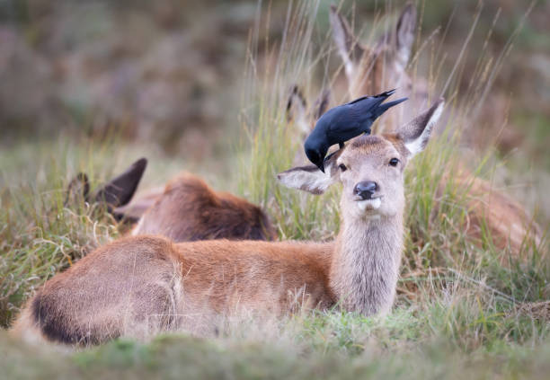 istock Red deer hind with a jackdaw sitting on its head and eating ticks and insects 1359802318