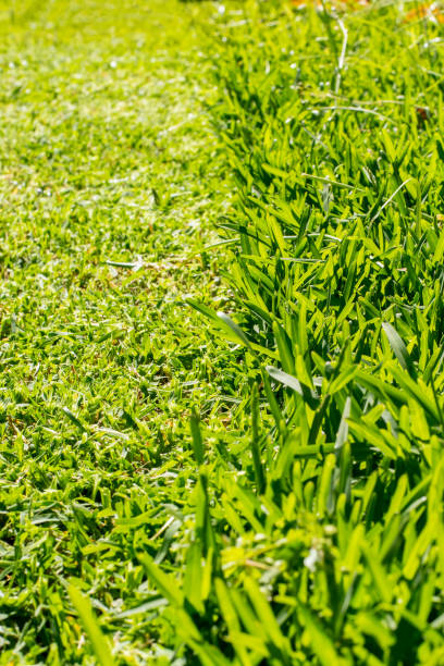 istock Grass cut with lawn mower. Half of the grass trimmed and half is still long. Fresh cut backyard . 1359802482