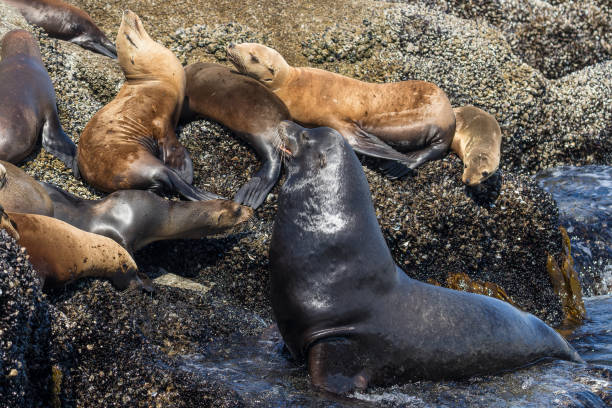 A big fat male California Sea Lion among females A big fat male California Sea Lion (Zalophus californianus) emerging from the surface to the rock full of sleeping females group of animals california sea lion fin fur stock pictures, royalty-free photos & images