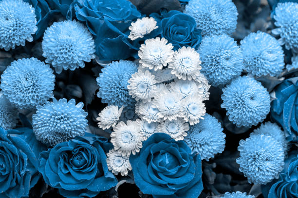 Bouquet of roses and chrysanthemums close up. Beautiful blue flower background. Floral backdrop. stock photo