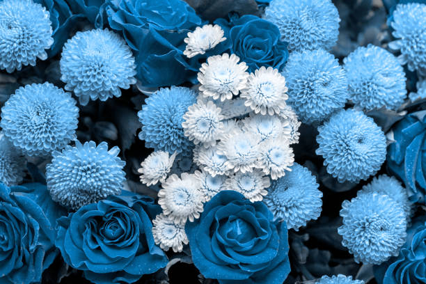 bouquet of roses and chrysanthemums close up. beautiful blue flower background. floral backdrop. - 4609 imagens e fotografias de stock