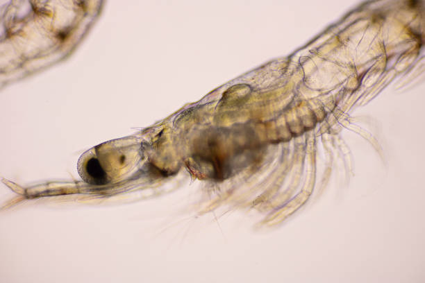 istock Closeup mysis stage of Vannamei shrimp in light microscope, Shrimp larvae under a microscope. 1359805065