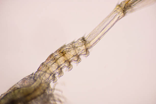 istock Closeup mysis stage of Vannamei shrimp in light microscope, Shrimp larvae under a microscope. 1359805095