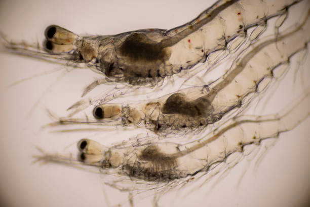 istock Closeup mysis stage of Vannamei shrimp in light microscope, Shrimp larvae under a microscope. 1359805120