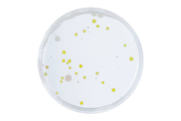 Petri dish or culture media with bacteria on white background with clipping, Test various germs, virus, Coronavirus, Corona, COVID-19, Microbial population count. Food science. Petri dish or culture media with bacteria on white background with clipping, Test various germs, virus, Coronavirus, Corona, COVID-19, Microbial population count. bacterial mat photos stock pictures, royalty-free photos & images