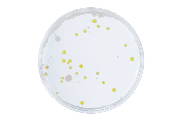 petri dish or culture media with bacteria on white background with clipping, test various germs, virus, coronavirus, corona, covid-19, microbial population count. food science. - petri dish agar jelly laboratory glassware bacterium imagens e fotografias de stock