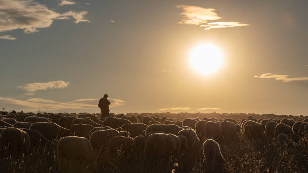 pastor y rebaño de ovejas - herder fotografías e imágenes de stock