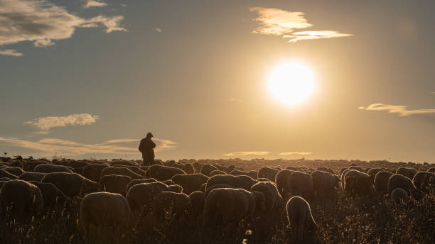 Shepherd and flock of sheep Madrid, Spain - October 20 2021: Herd of sheep and goats on the transhumance passing through Madrid shepherd stock pictures, royalty-free photos & images