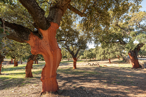 Photograph of cork (Quercus Suber) in Spain. The bark is harvested to make wine bottle corks