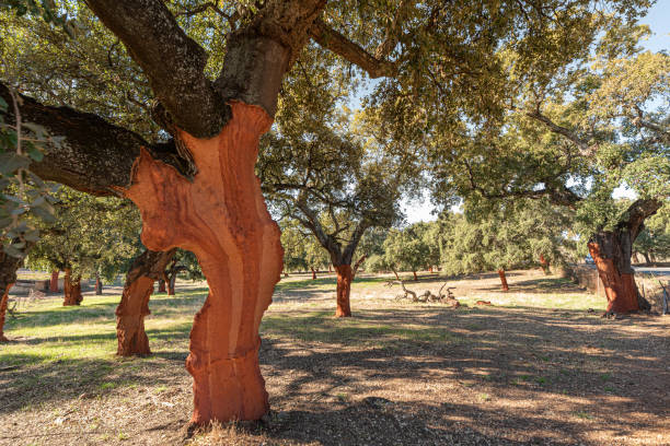 close-up view of the trunk with cut oak bark in spain - mantar ağacı stok fotoğraflar ve resimler