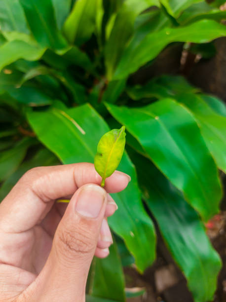 istock A small green leaf that is hold by hand 1359808841